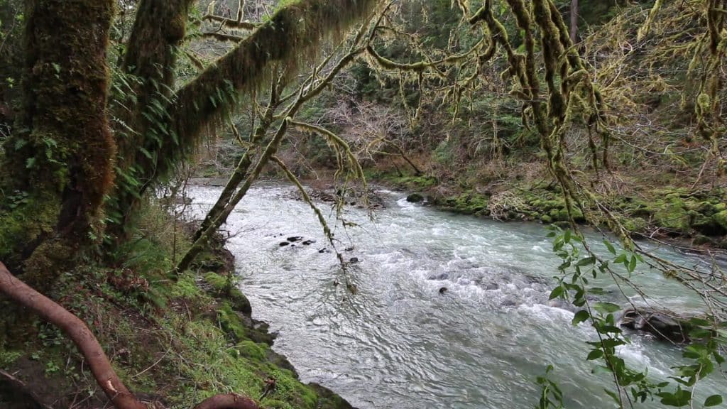 How To Use A Sluice Box: Setup, Angle, And Water Flow For Beginners 3 The sixes river in oregon flowing over gravel and rock between mossy, tree-lined banks near the blm sixes river recreation site